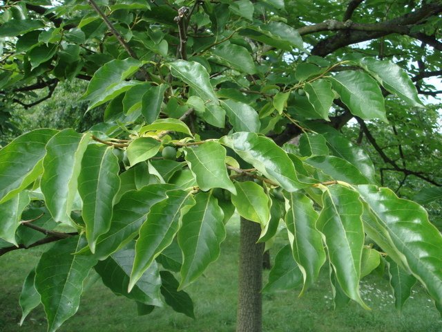 Diospyros lotus feuille